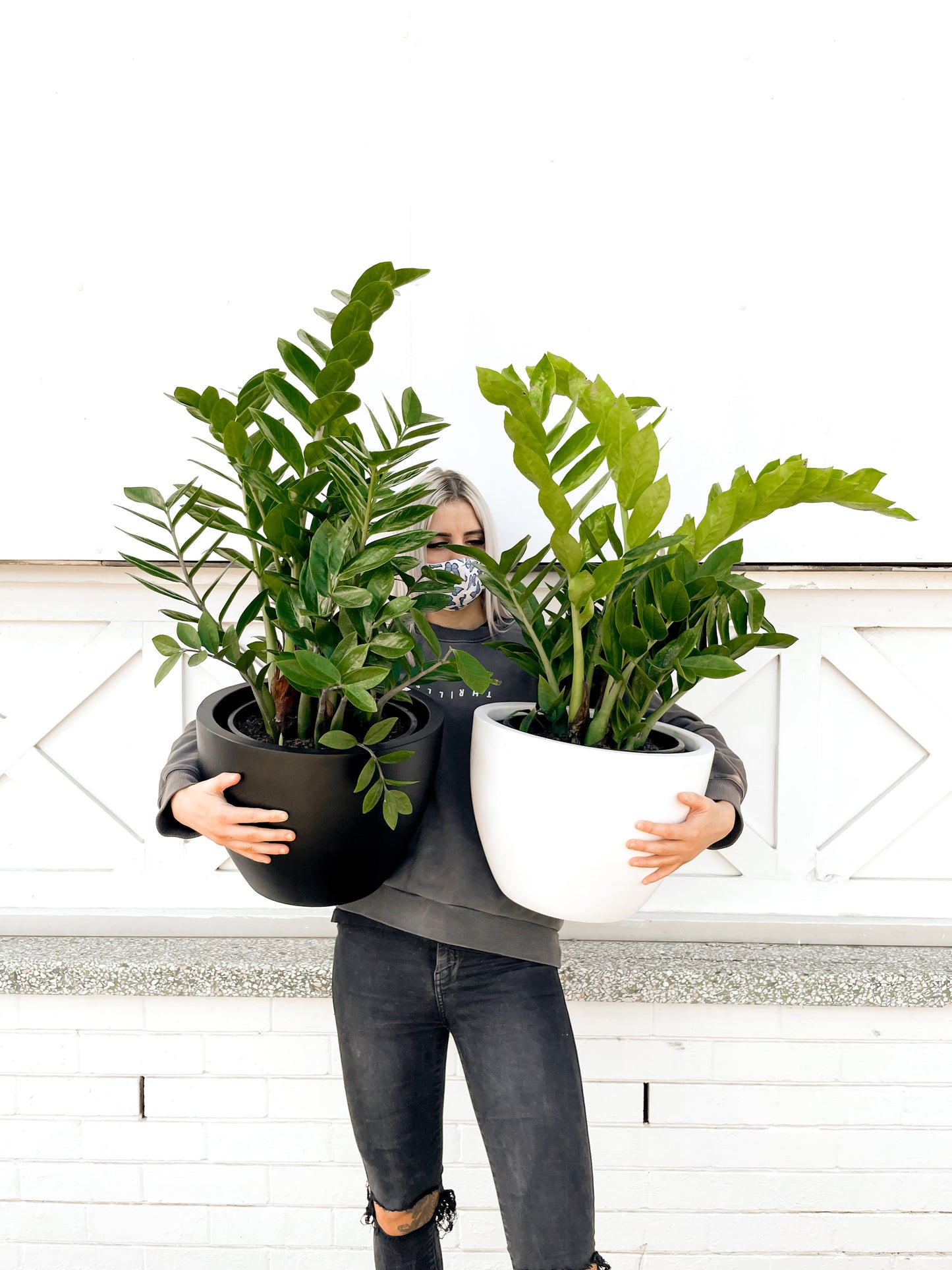 Zanzibar Gem (300mm Pot Size)