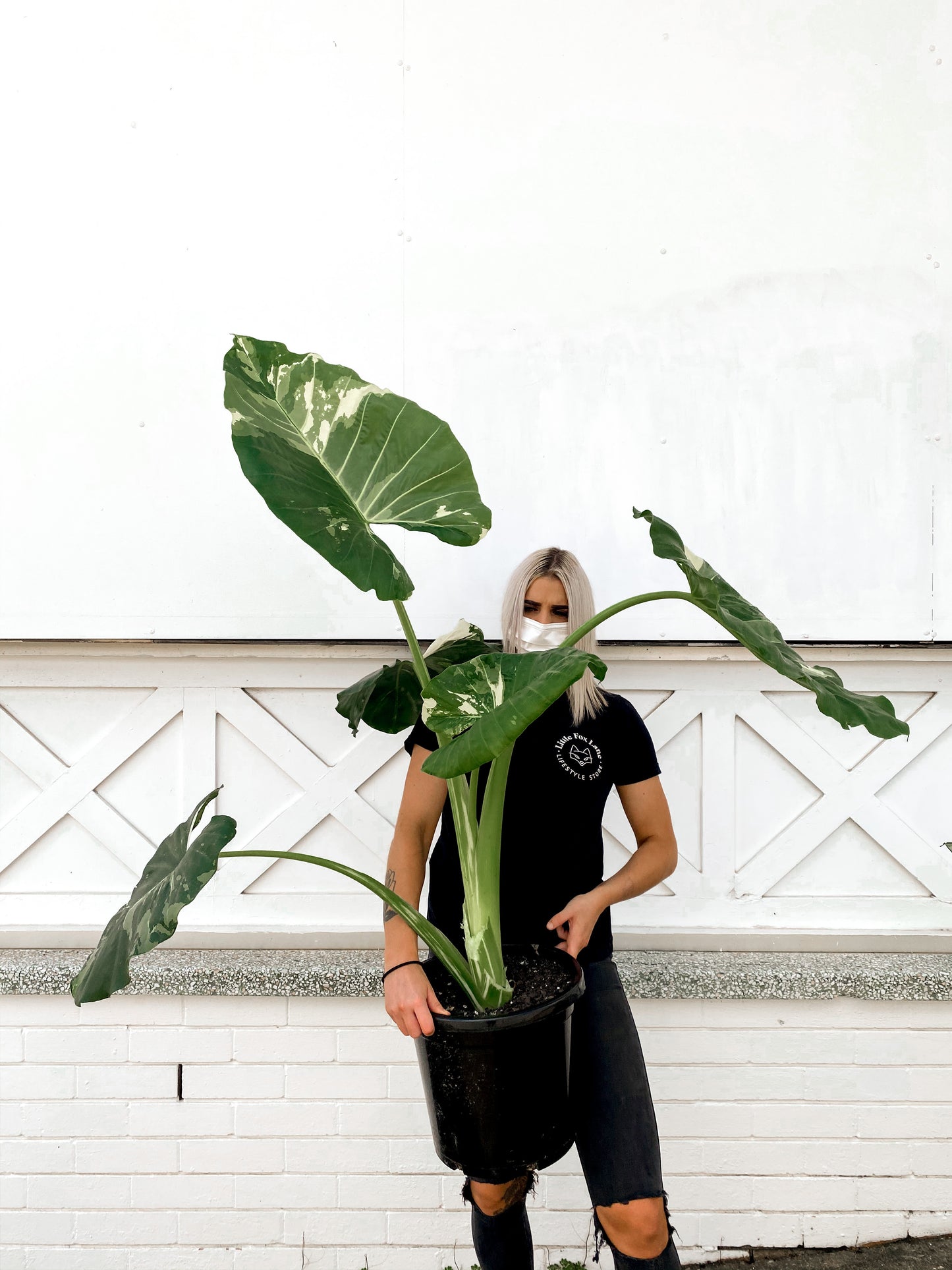 *RARE* Alocasia macrorrhiza variegata ( 300mm Pot Size)