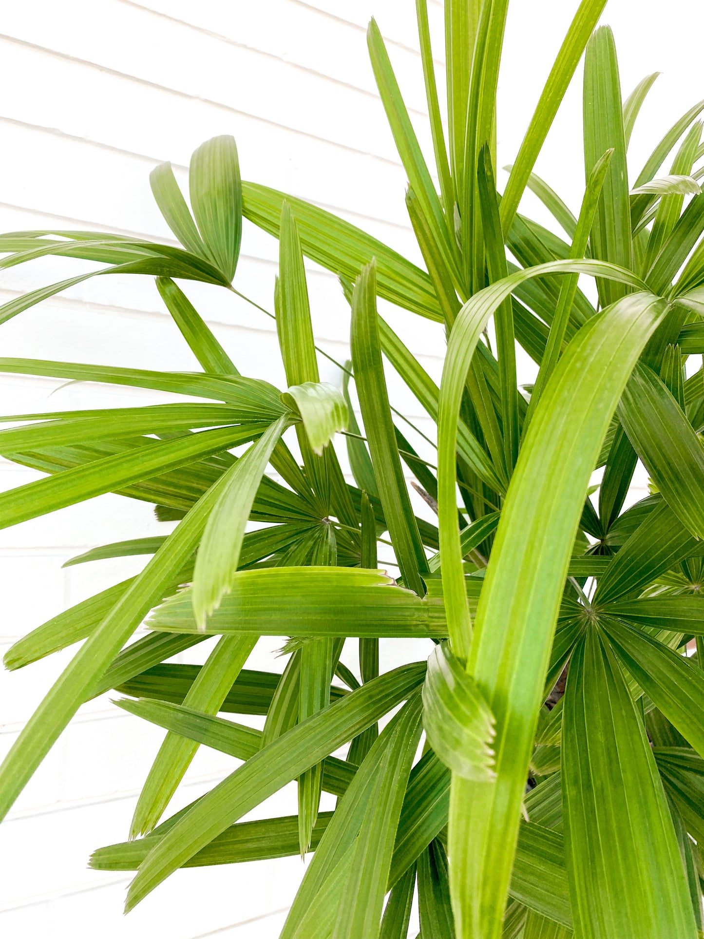 Rhapis Palm (300mm Pot Size)