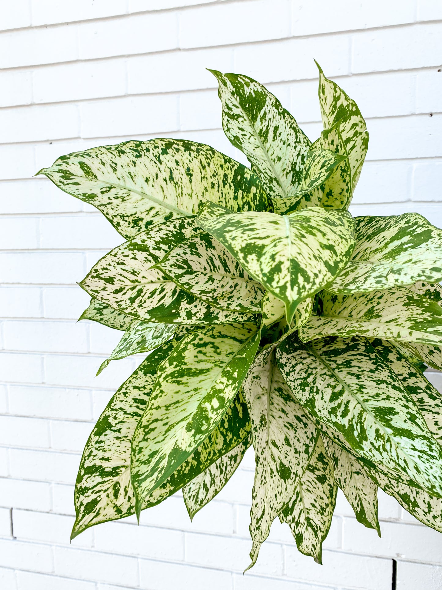 Dieffenbachia, Blue Sea (200mm pot size)