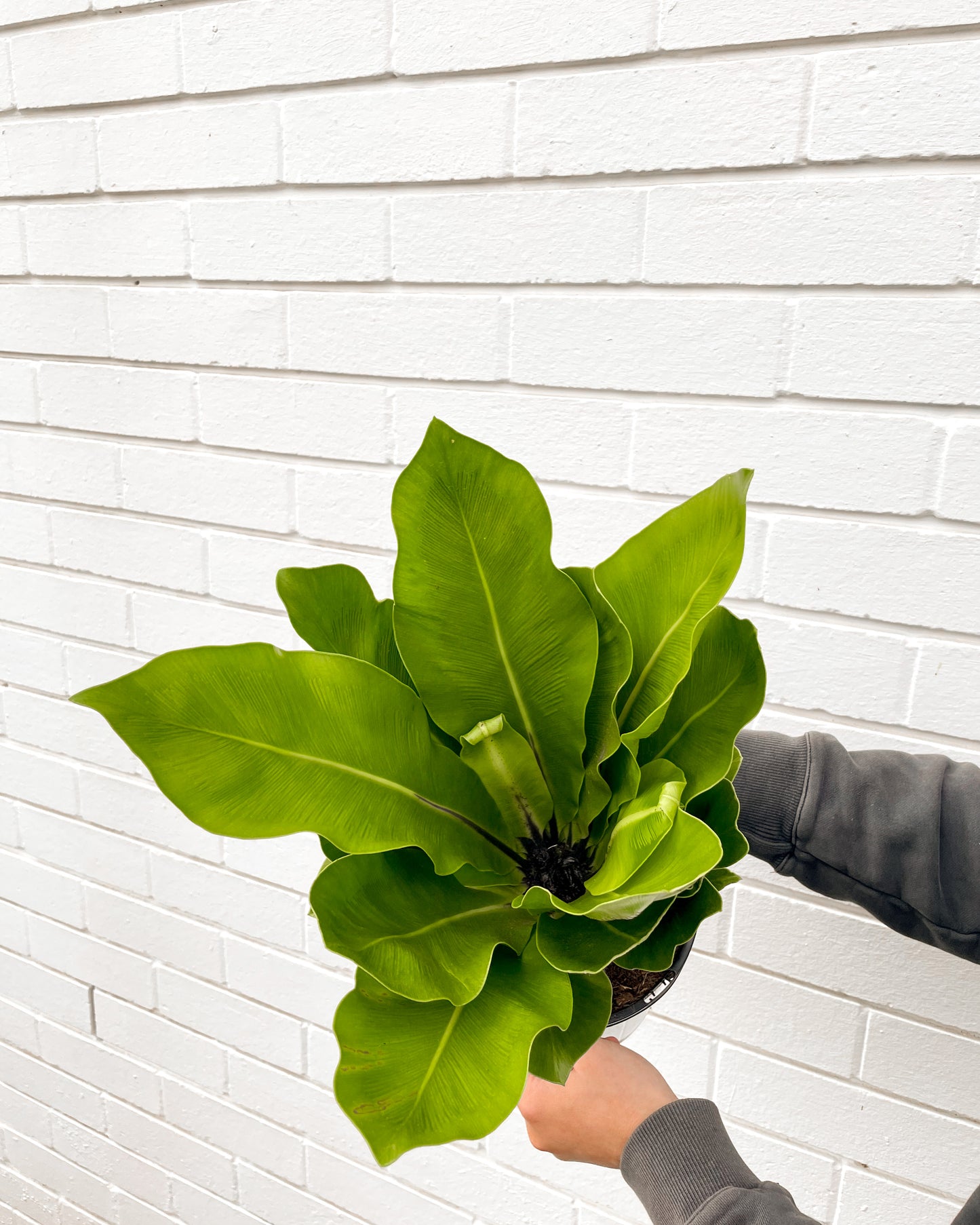 Asplenium Norfolk gem bird's nest (180mm Pot Size)