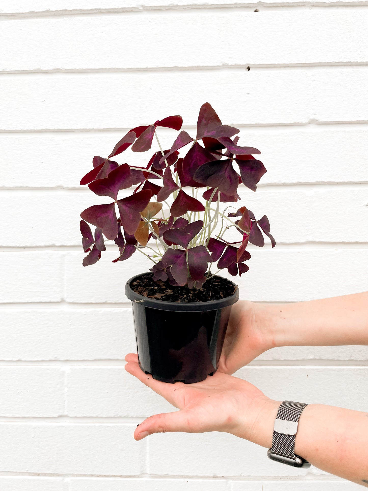 Oxalis Triangularis (130mm Pot Size)