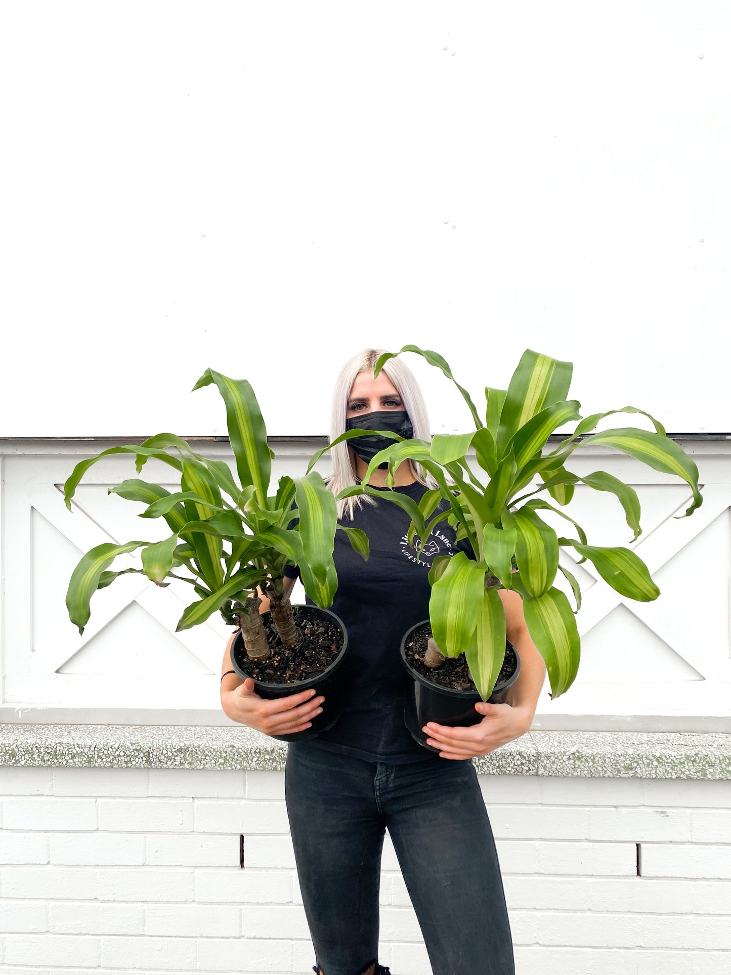 Happy plant (200mm pot size)