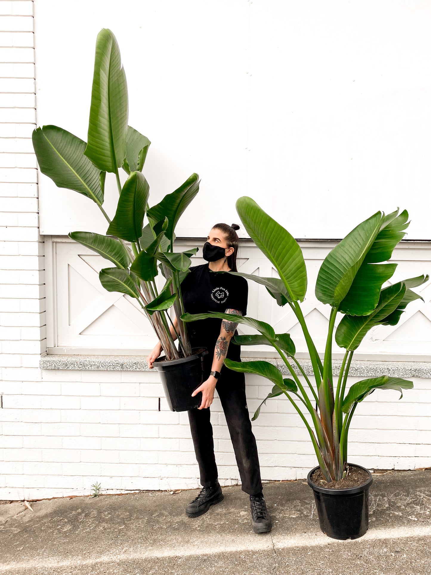 Bird of Paradise, Nicolai (300mm pot size)