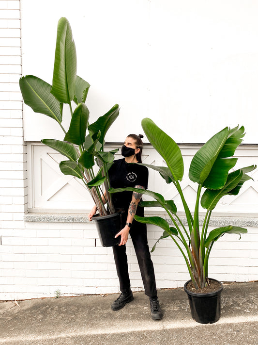 Bird of Paradise, Nicolai (300mm pot size)