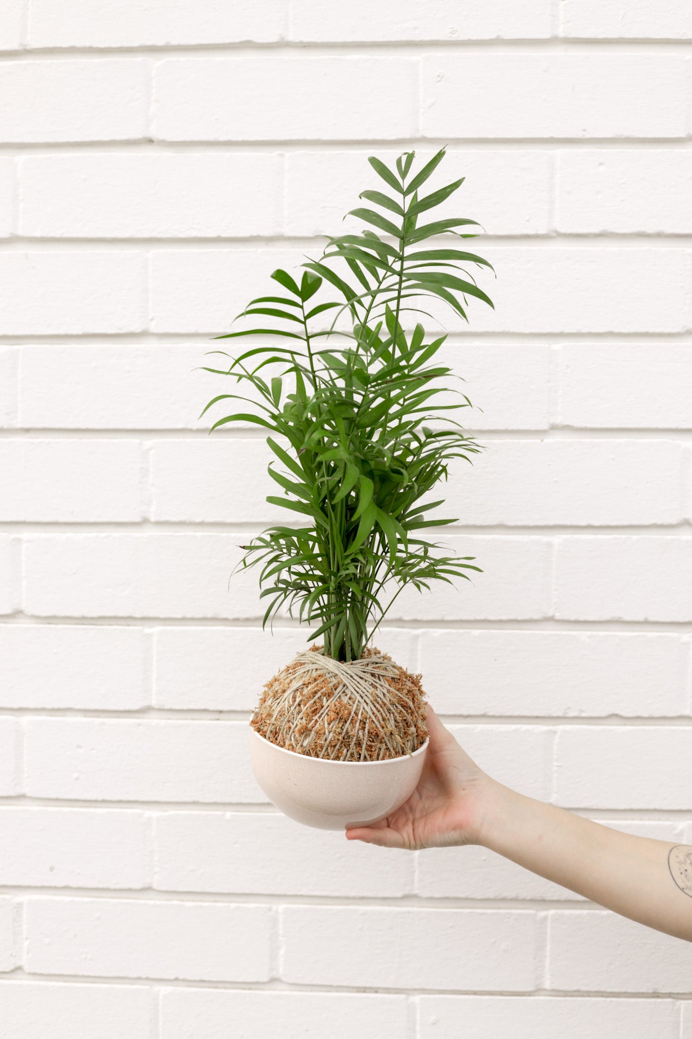Parlor Palm Kokedama