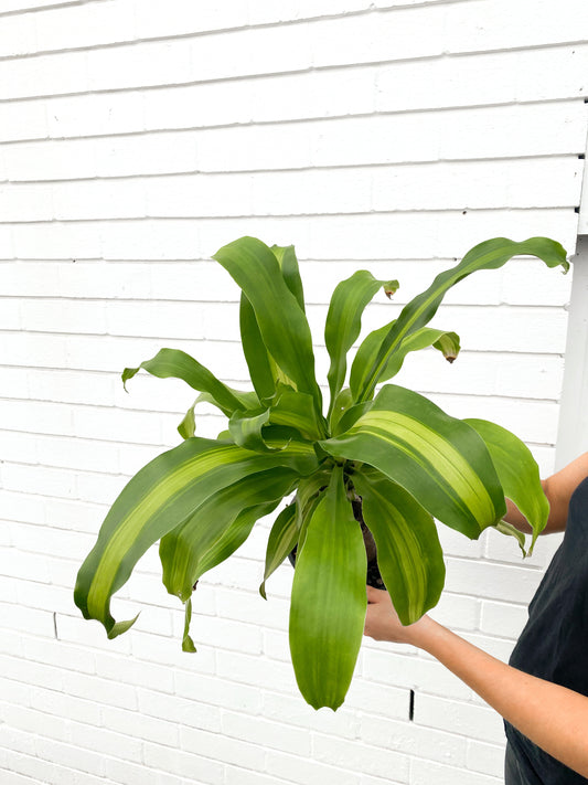 Happy plant (200mm pot size)