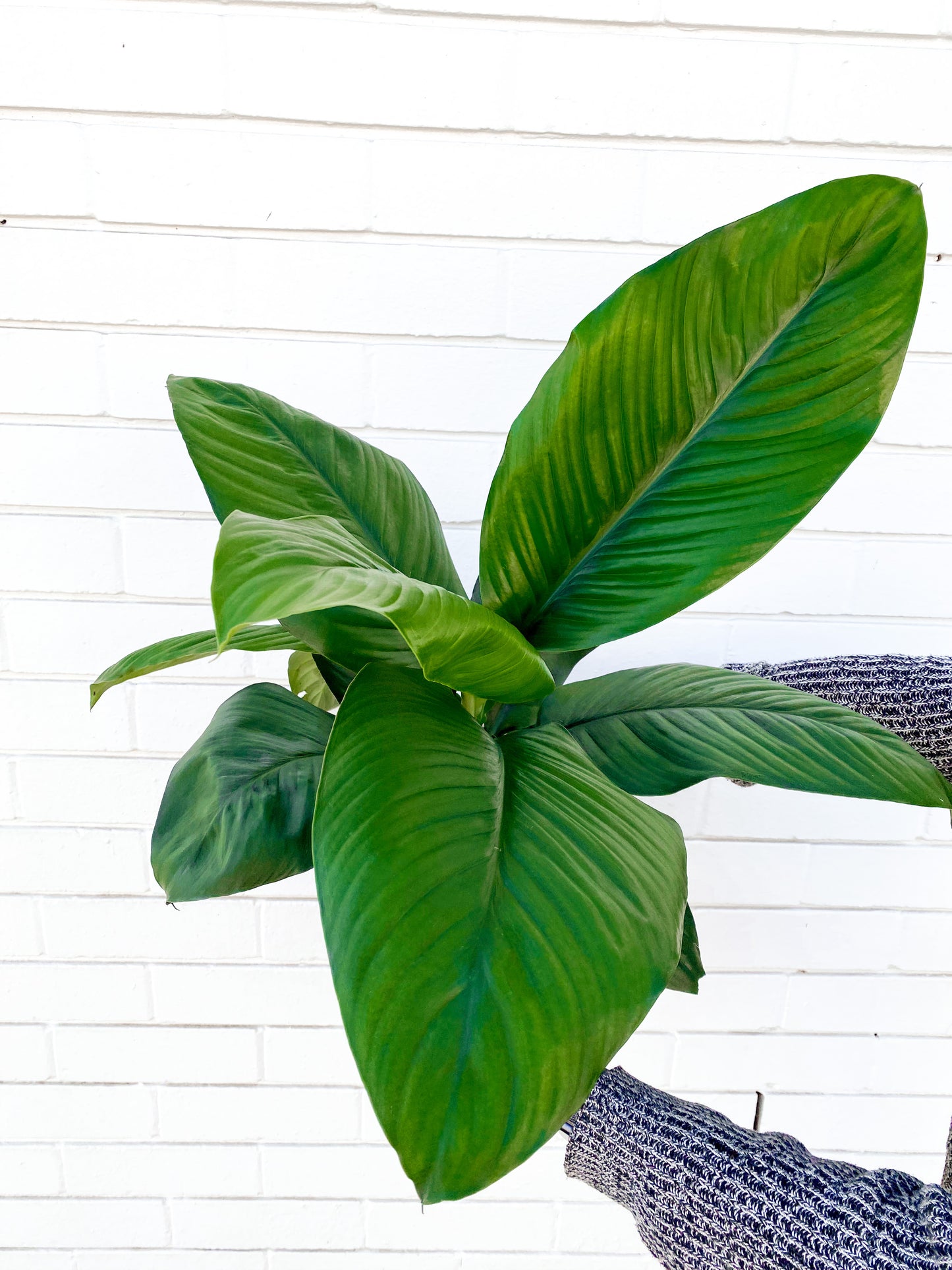 Peace Lily Sensation (200mm pot size)