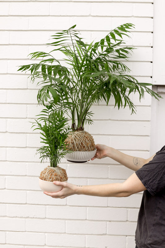 Parlor Palm Kokedama