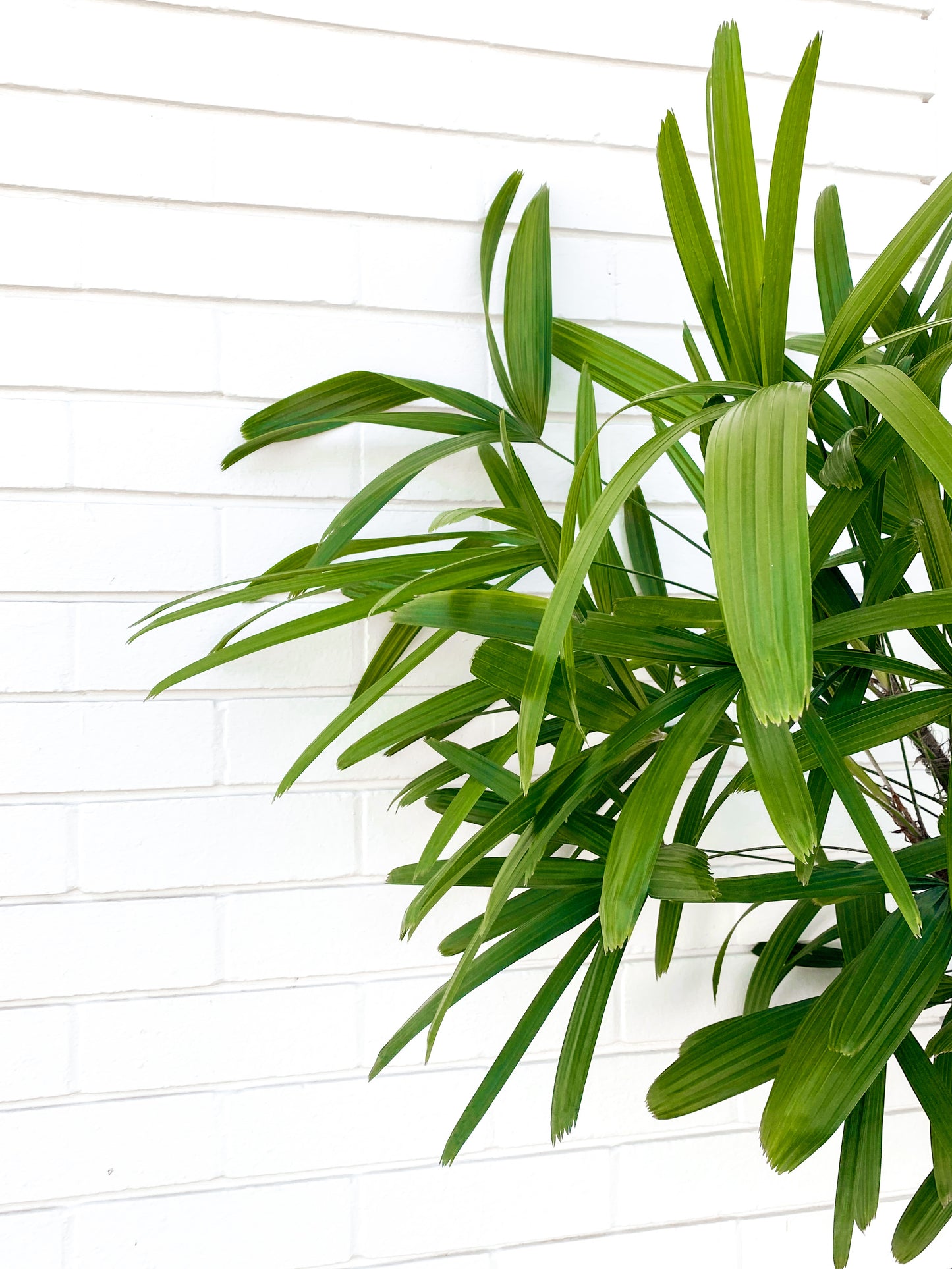 Rhapis Palm (300mm Pot Size)