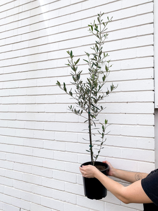Olive tree (180mm pot size)