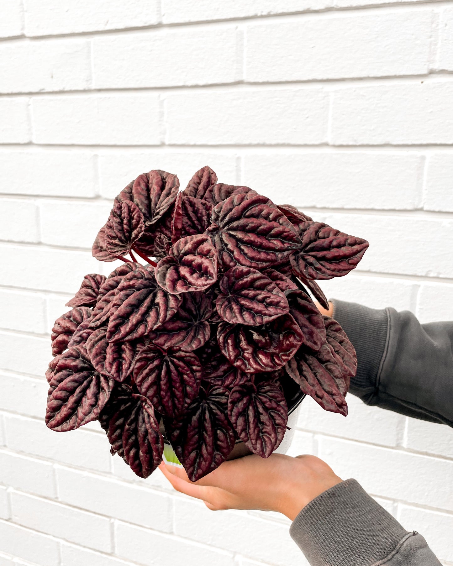 Peperomia Schumi Red (180mm Pot Size)