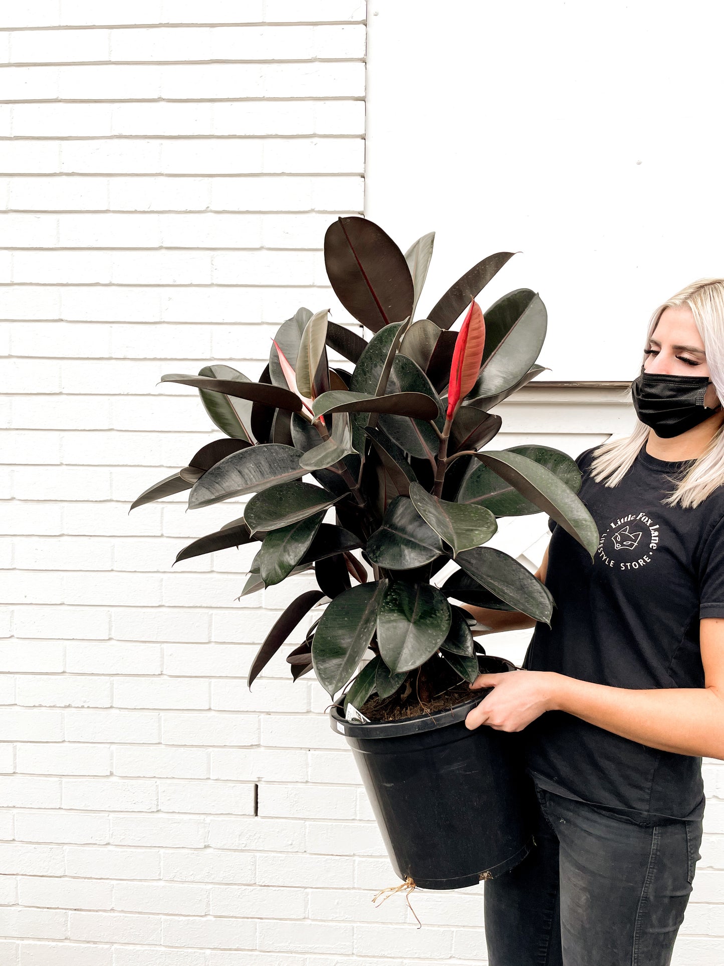 Ficus Elastica, Rubber tree (Burgandy 300mm Pot)
