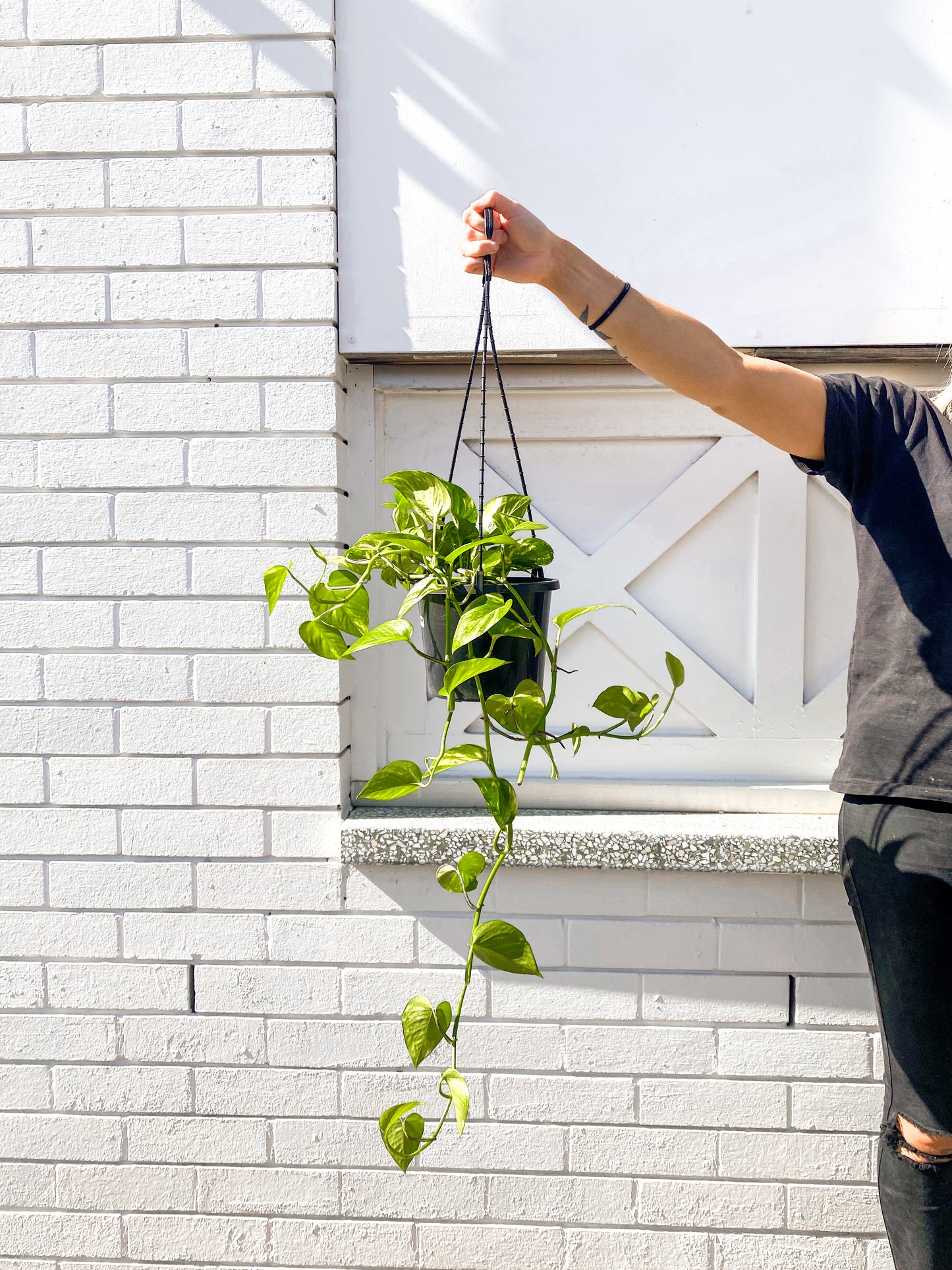 Pothos (hanging pot, 180mm pot)