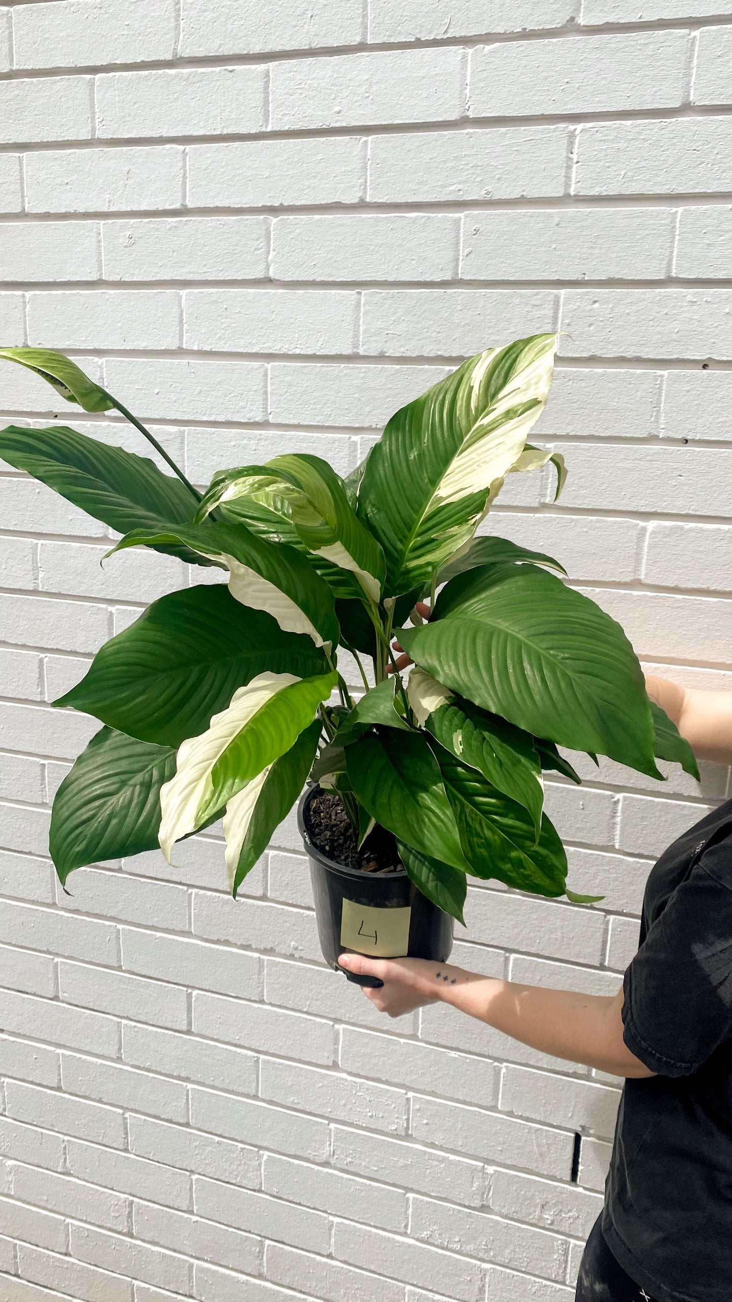 *RARE* Spathiphyllum, Picasso (200mm pot size)