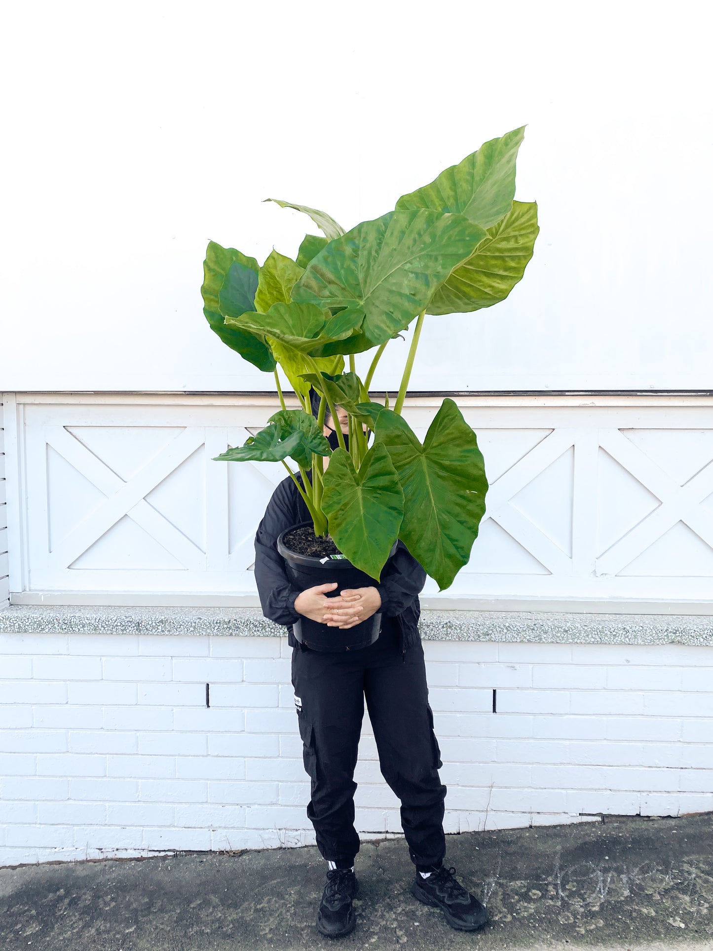 Alocasia macrorrhiza (300mm Pot Size)