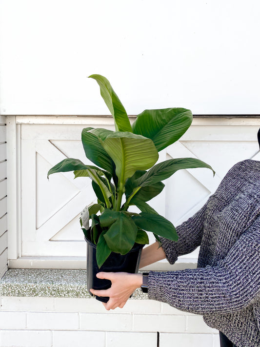 Peace Lily Sensation (200mm pot size)