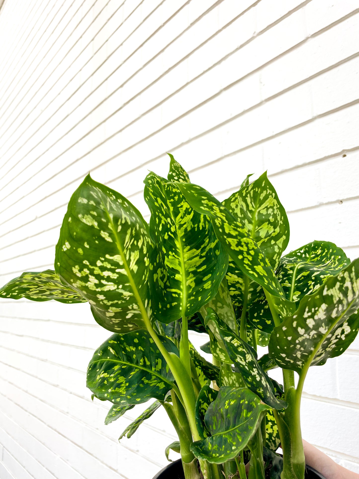 Dieffenbachia, Reflector (180mm pot size)