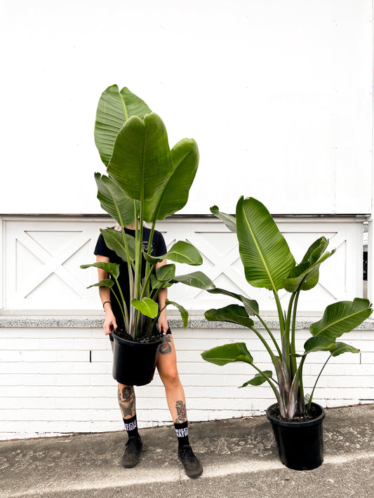 Bird of Paradise, Nicolai (300mm pot size)
