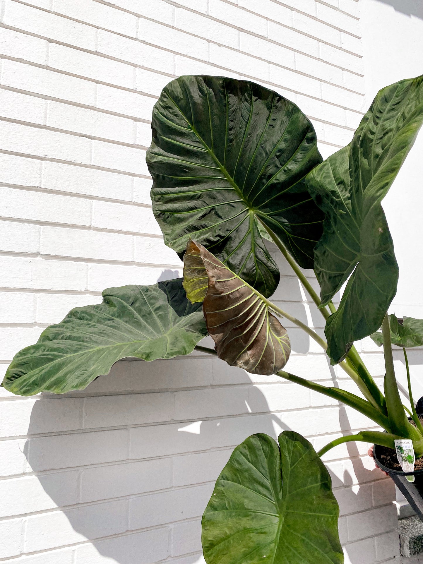 Alocasia Regal (250mm pot size)