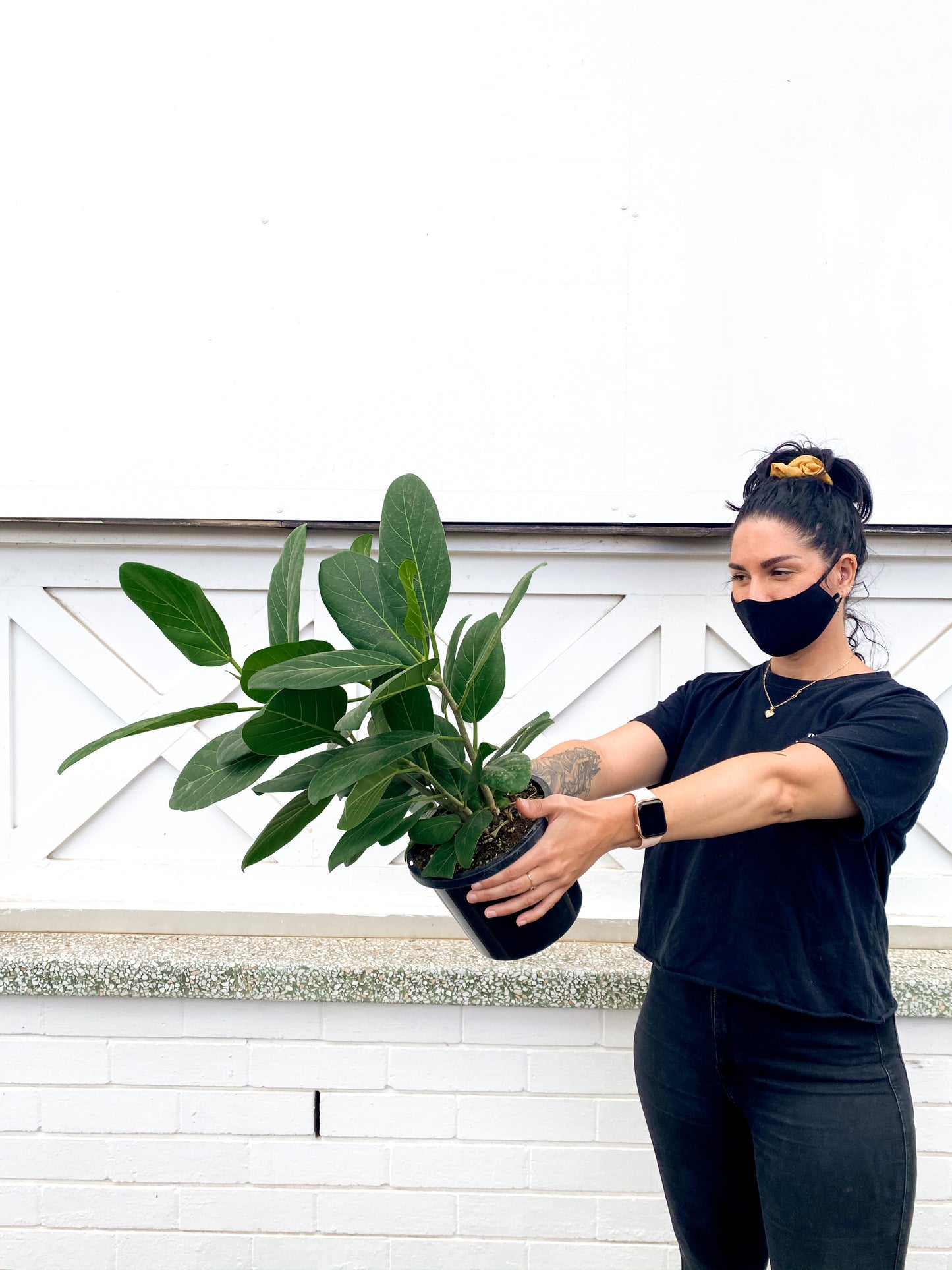 Ficus Audrey, benghalensis (175mm Pot)