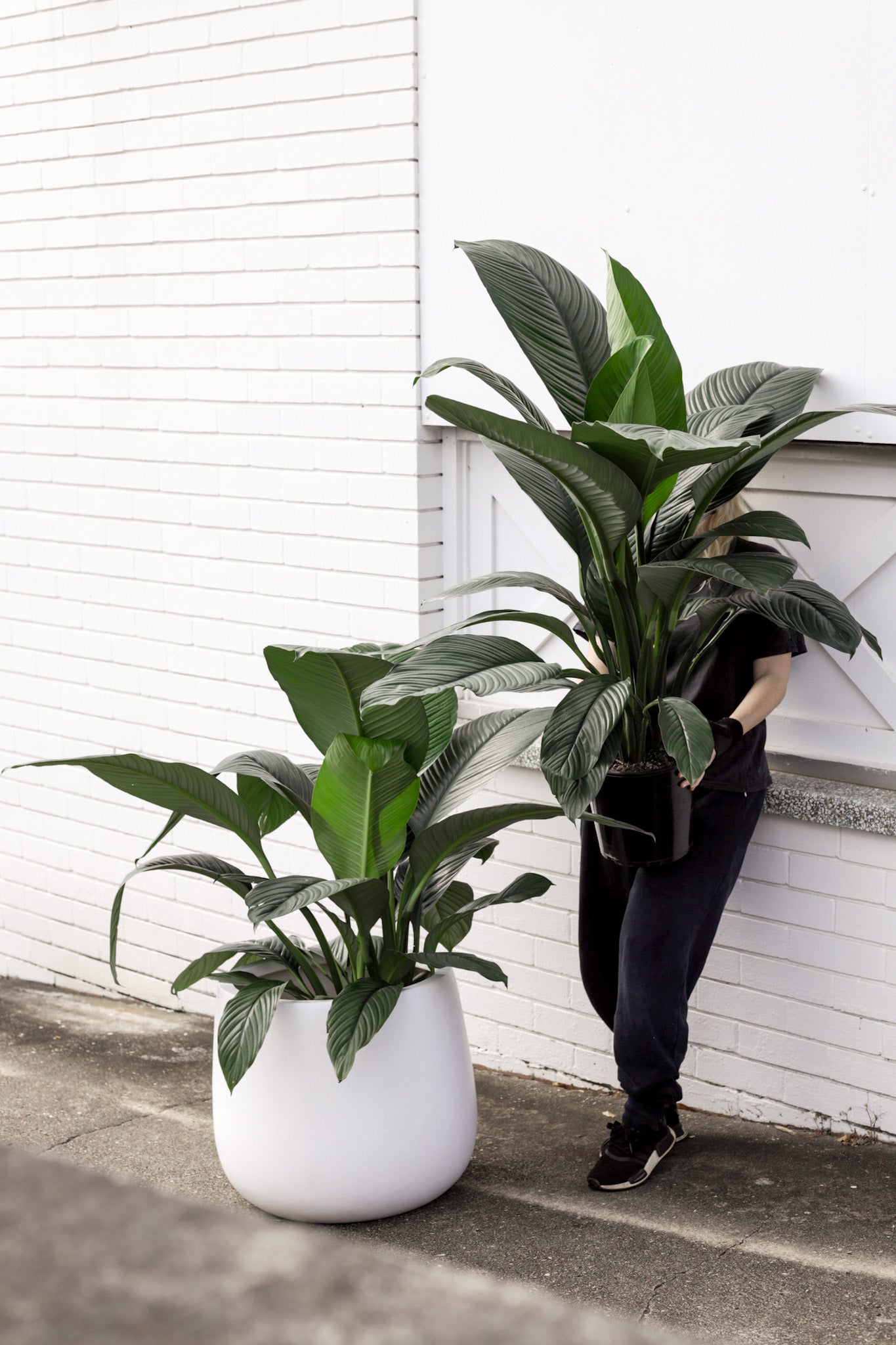 Peace Lily Blue Moon, XL double planted (250mm Pot)