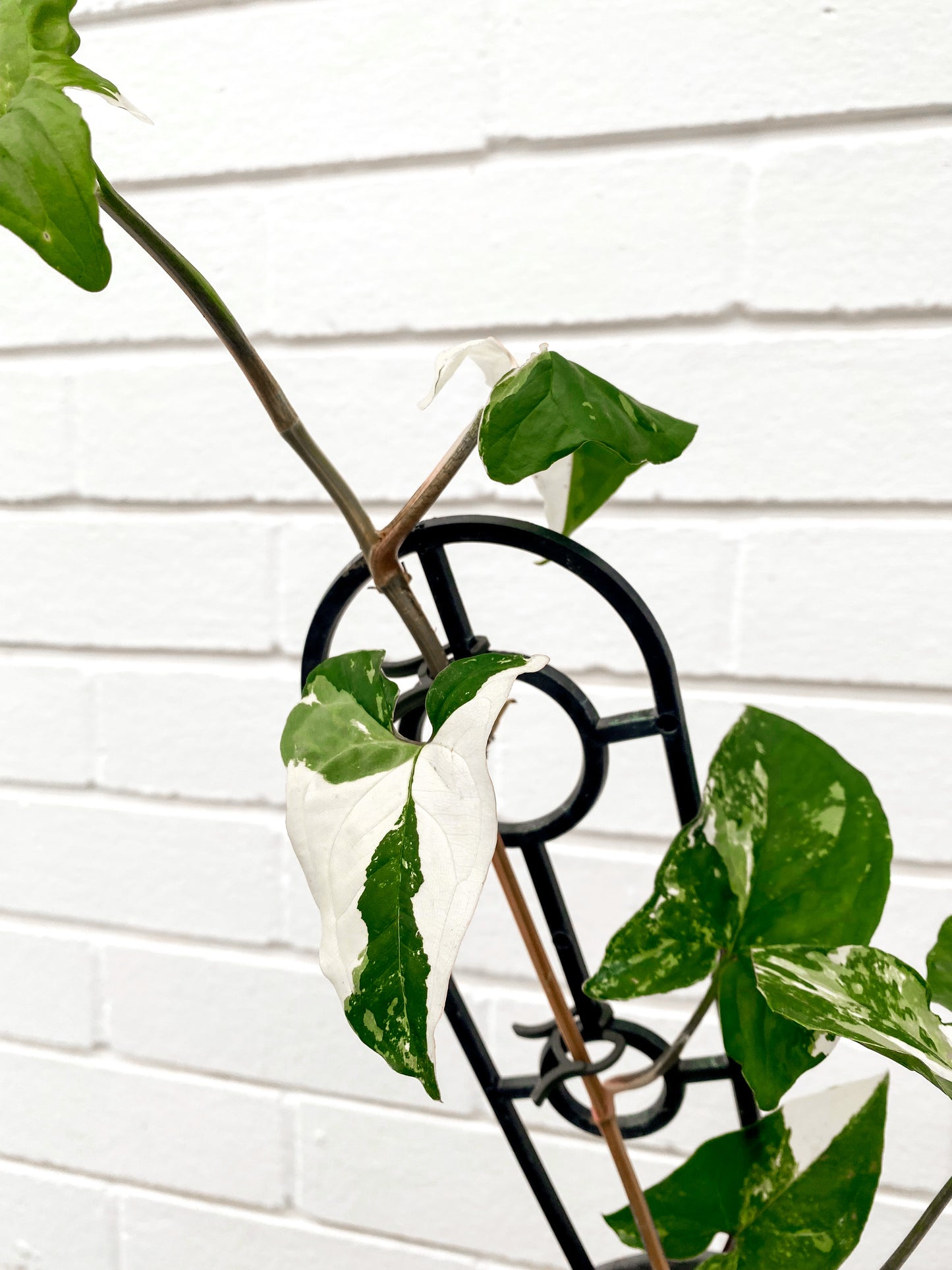 Syngonium 'fantasy' (130mm Pot Size) *Rare*