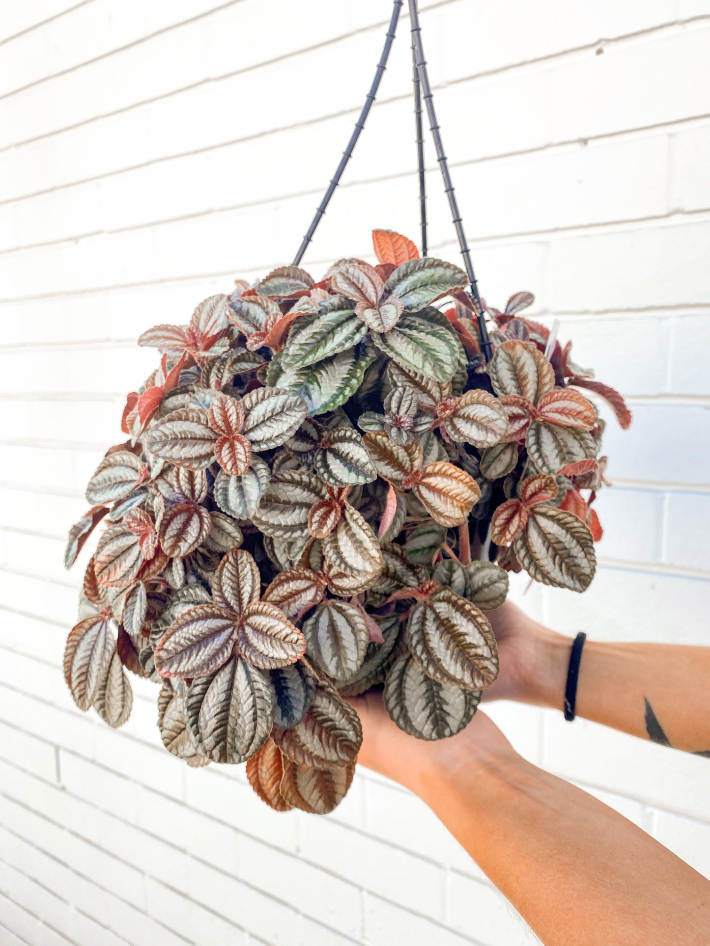 Pilea Involucrata, 'Norfolk' (180mm pot)