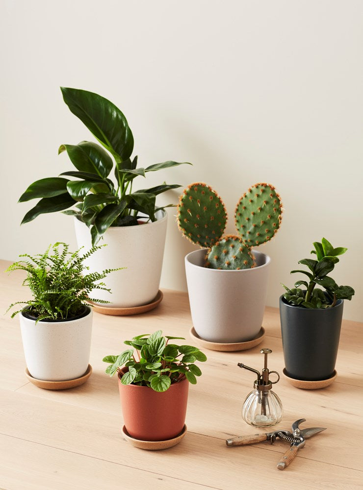 Bonnie Pot Medium (200mm Pot Size)