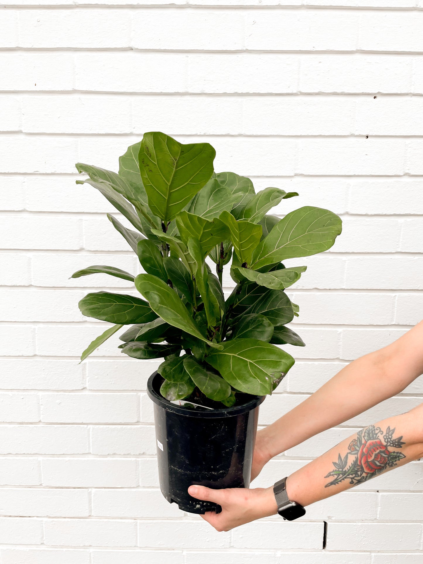 Fiddle Leaf Fig (200mm Pot Size)