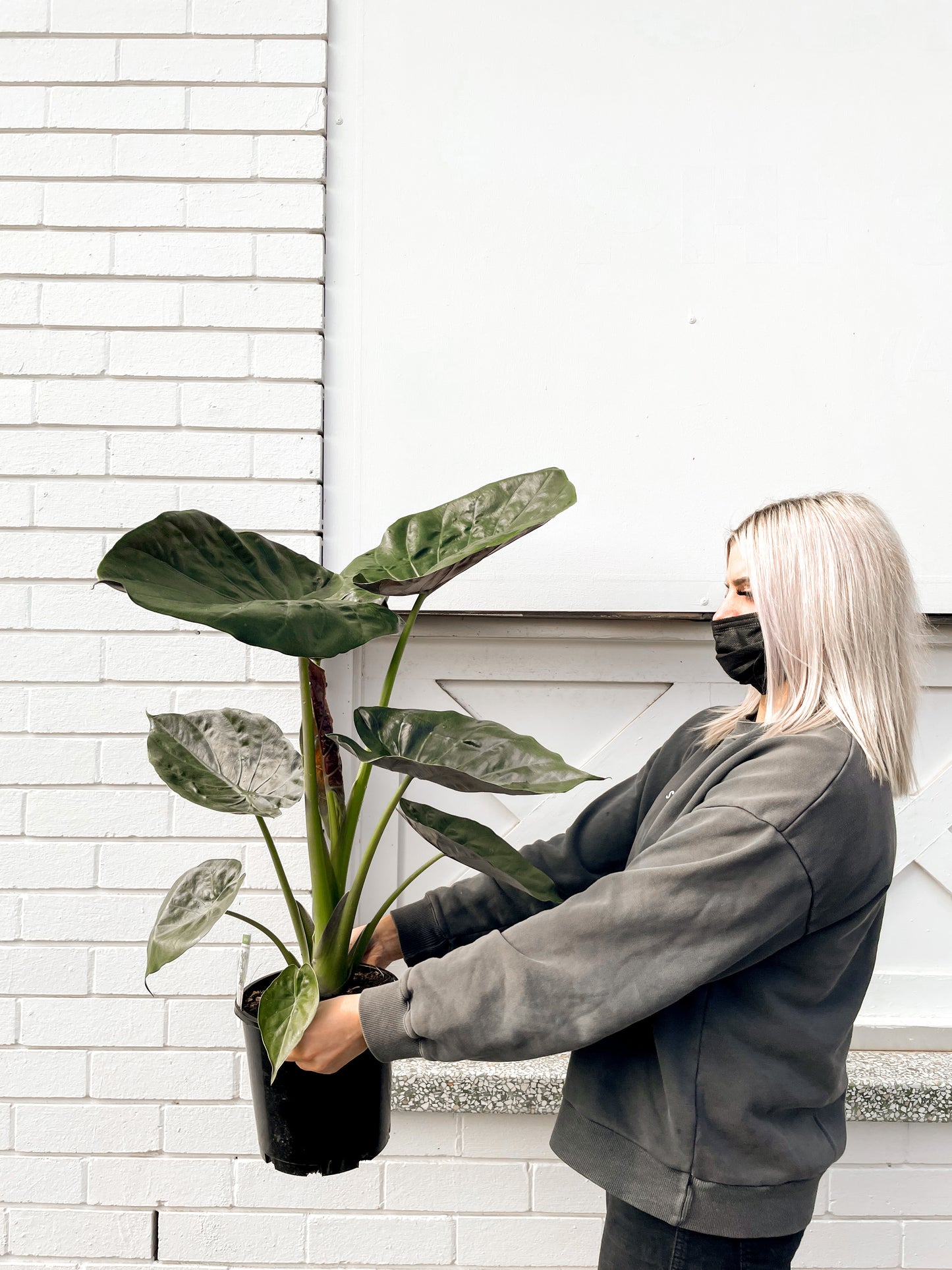 Alocasia Wentii (200mm Pot Size)