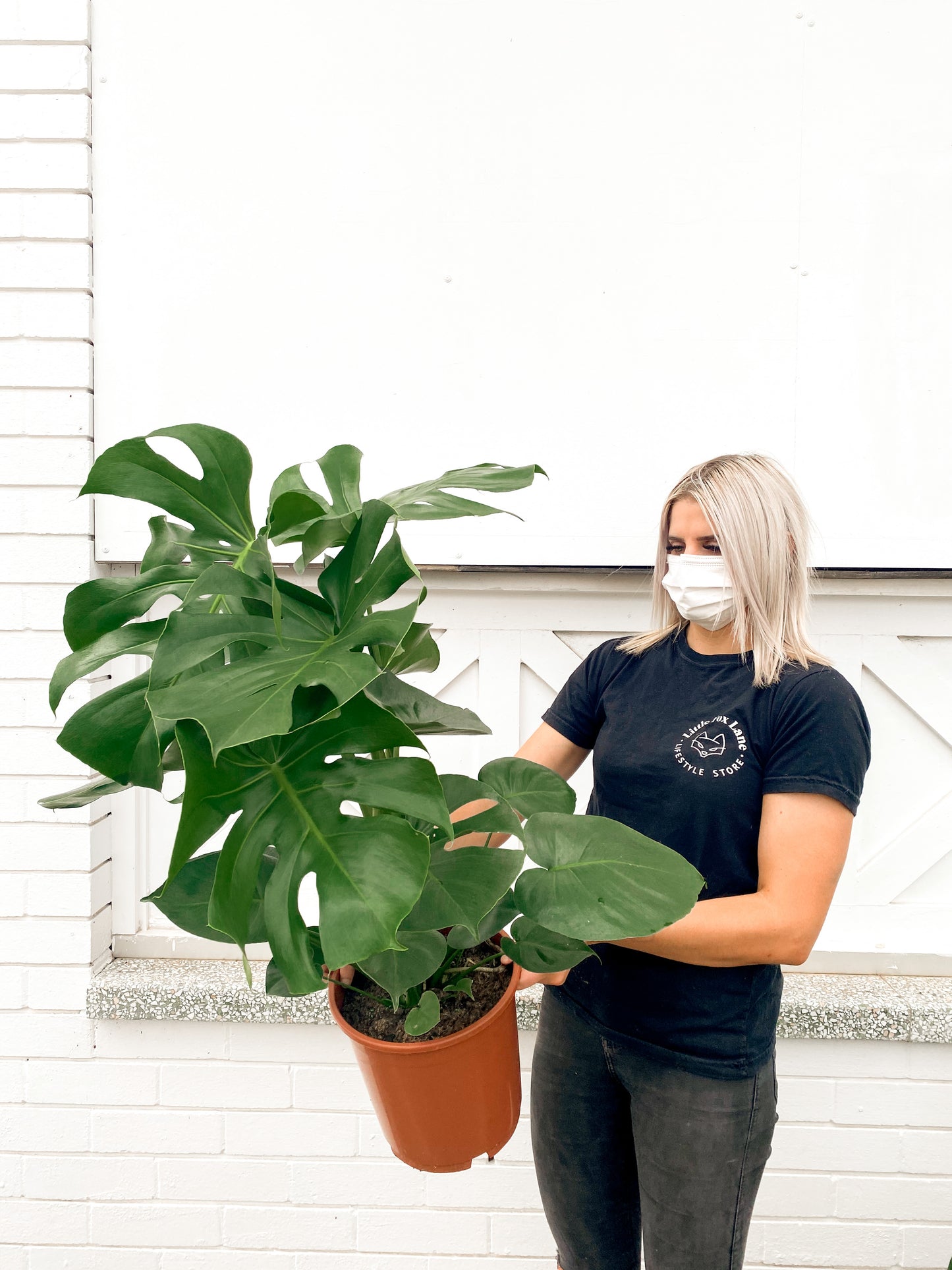 Monstera Deliciosa (250mm pot size)