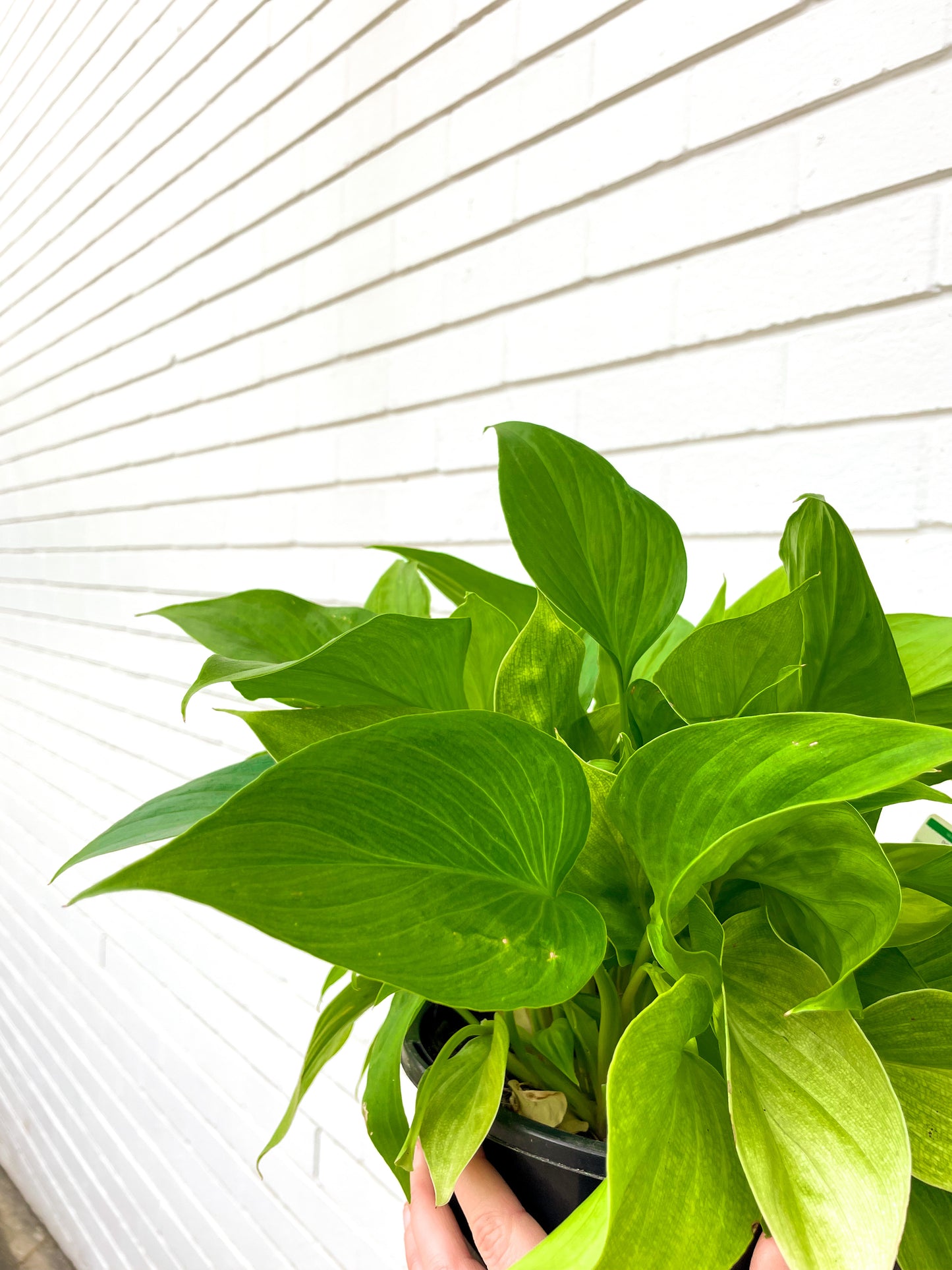 Homalomena Sunshine Gem (200mm Pot size)