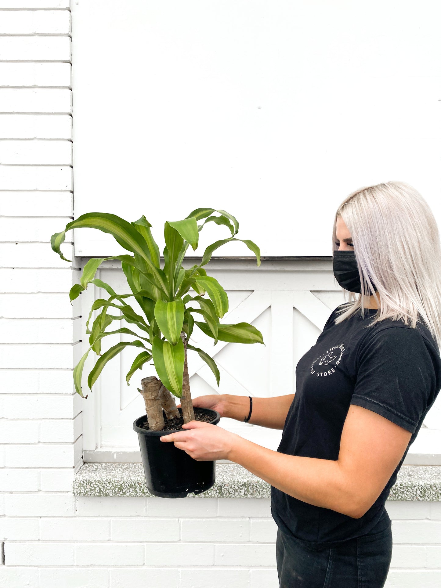 Happy plant (200mm pot size)