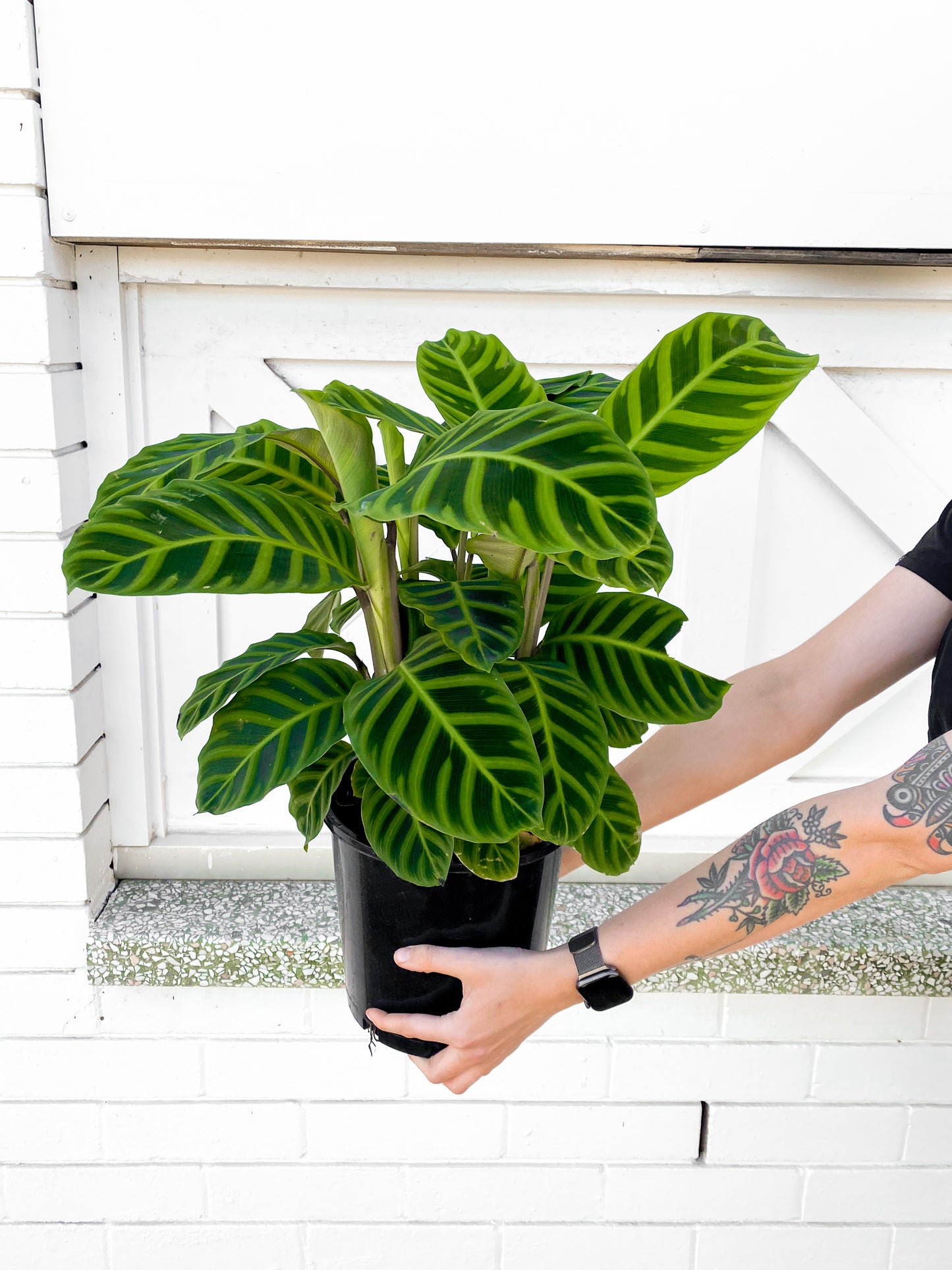 Calathea Zebrina (200mm Pot)