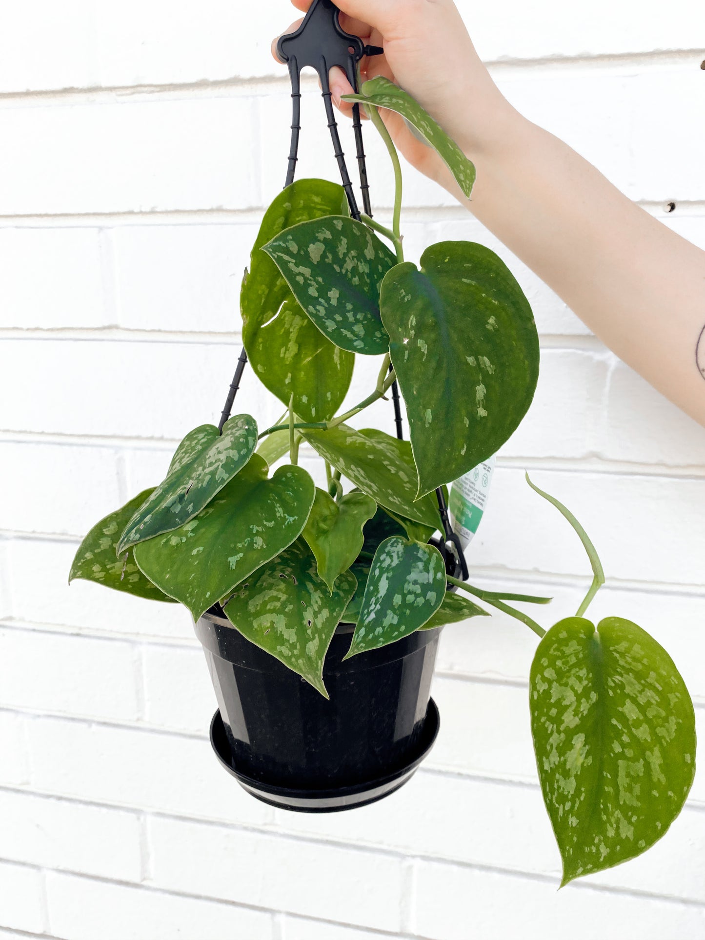 Scindapsus (160mm hanging Pot)