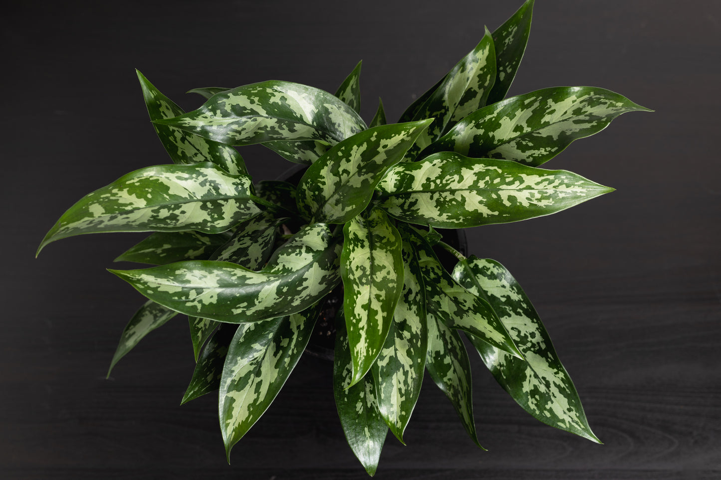 Aglaonema Marie (175mm Pot size)