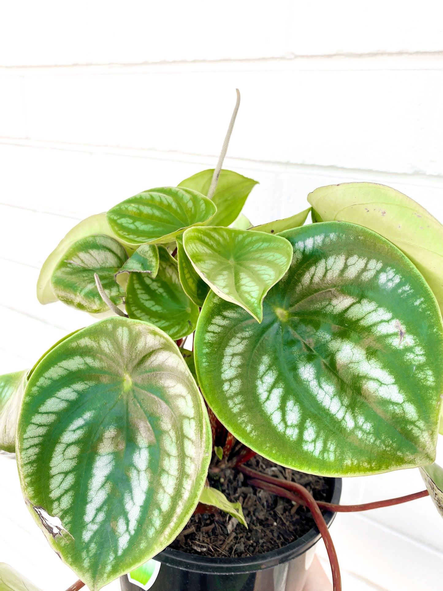 Peperomia Watermelon (180mm Pot Size)
