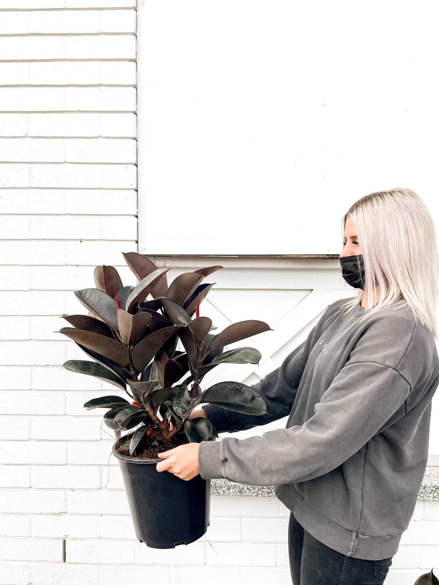 Ficus Elastica, Rubber tree (Burgandy 250mm Pot)