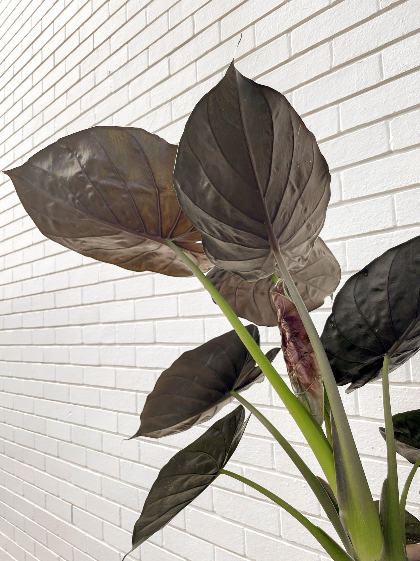 Alocasia Wentii (300mm Pot Size)