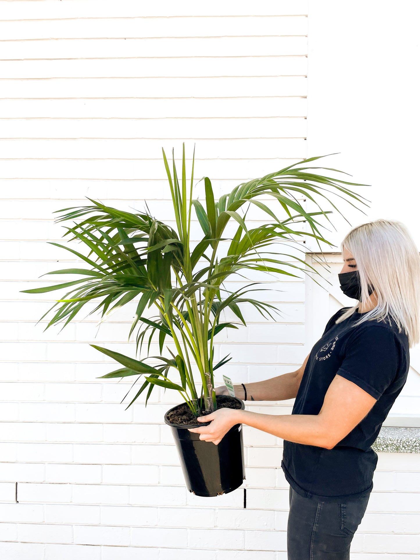 Kentia Palm, Howea (250mm Pot Size)