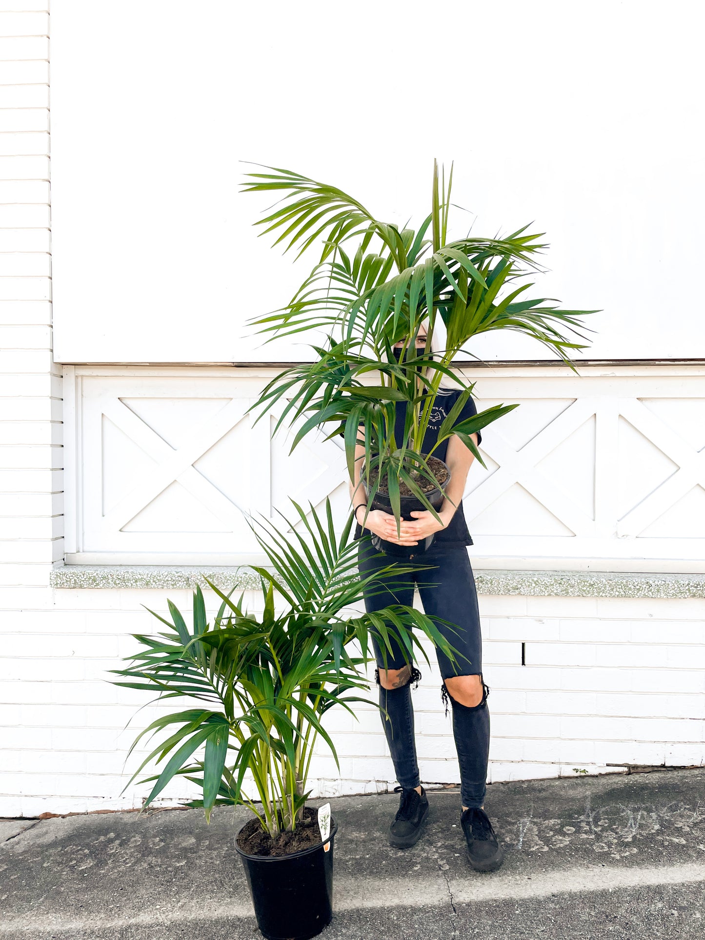 Kentia Palm, Howea (250mm Pot Size)
