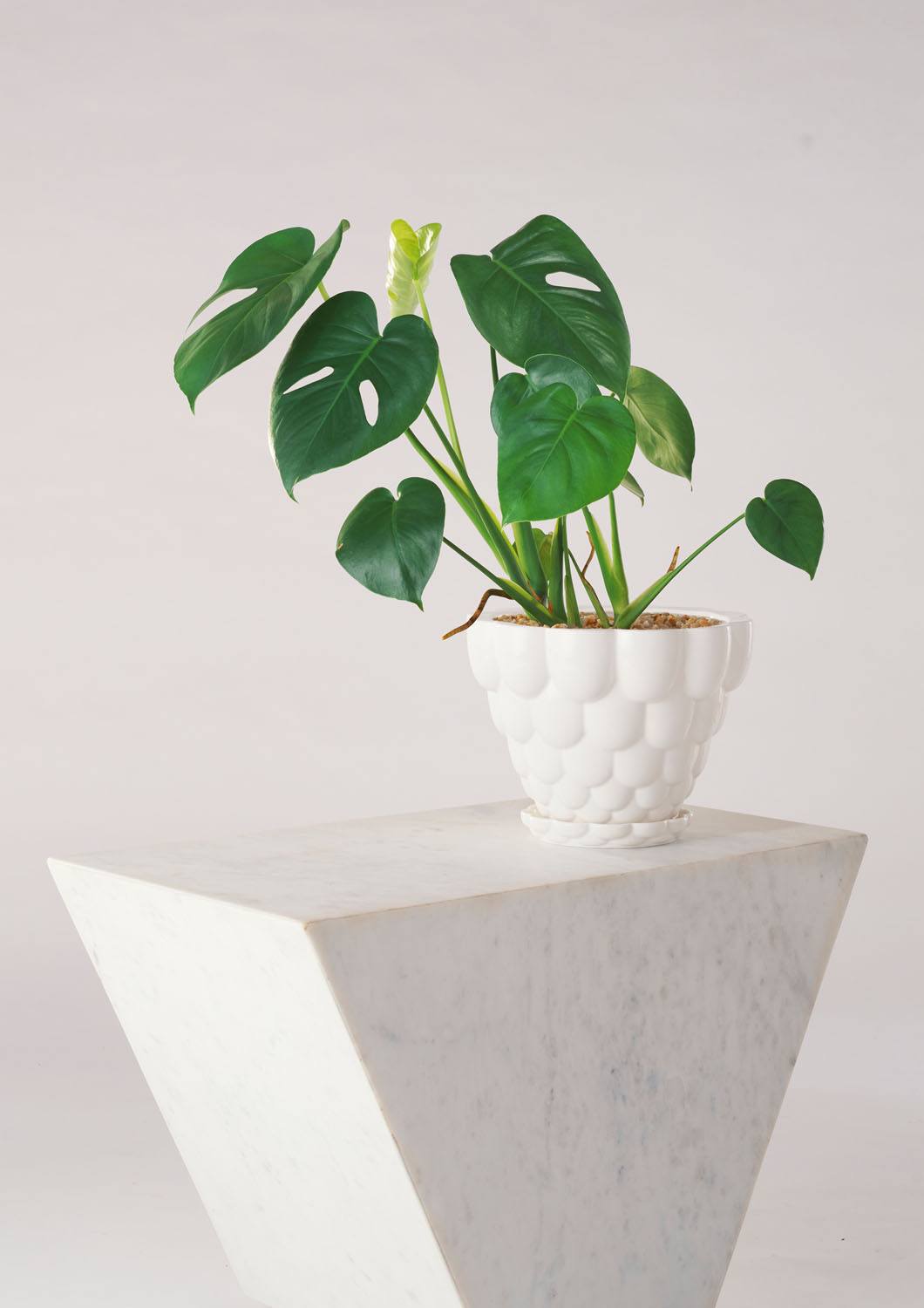 Jelly Pot, White (210mm pot size)