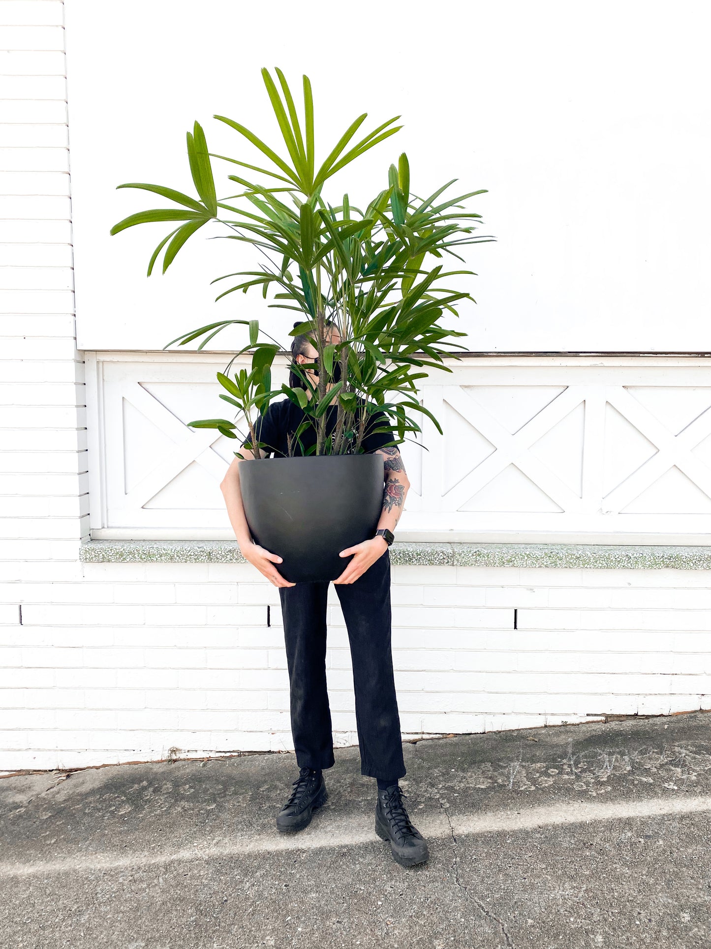 Rhapis Palm (300mm Pot Size)