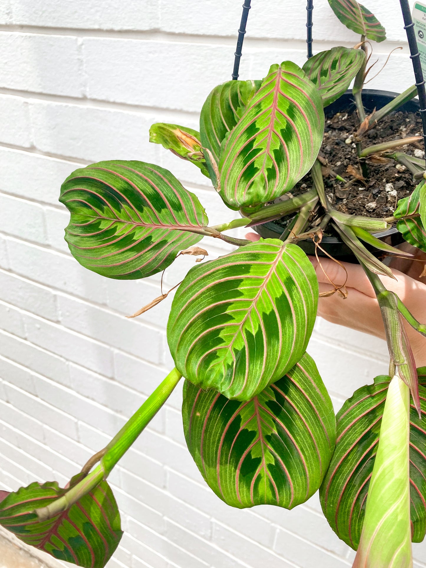 Maranta Red Vein (180mm Pot Size)