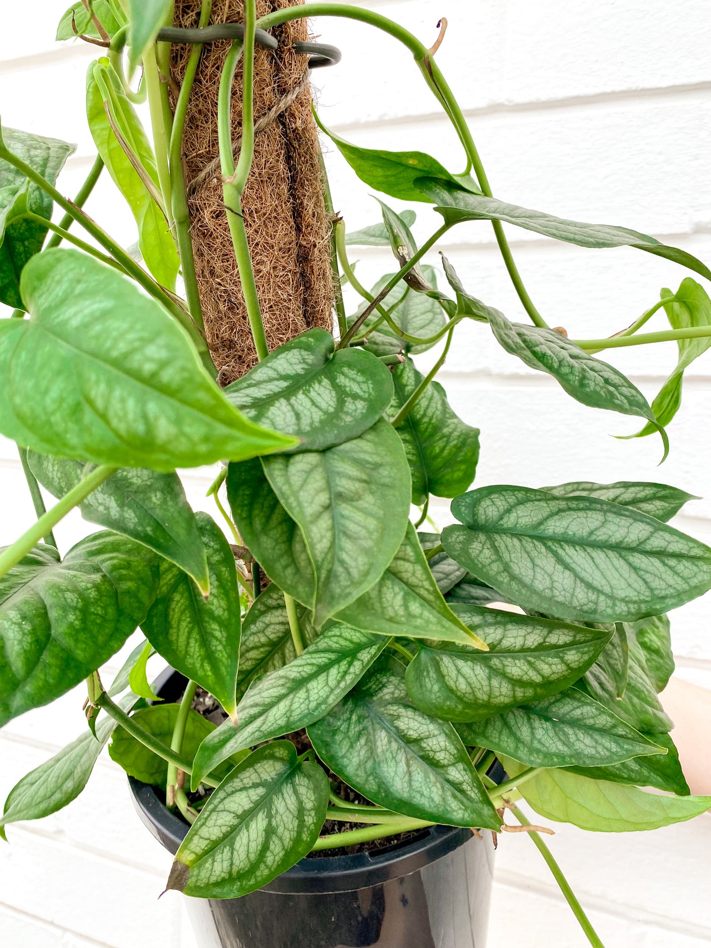 Monstera siltepecana (200mm pot size)