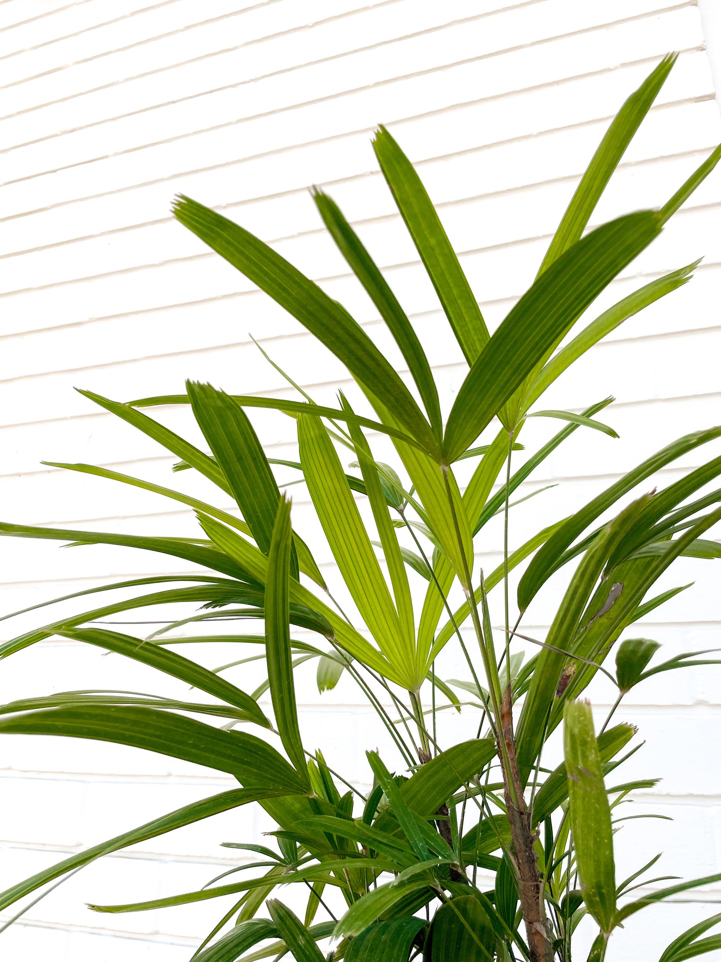 Rhapis Palm (250mm Pot Size)