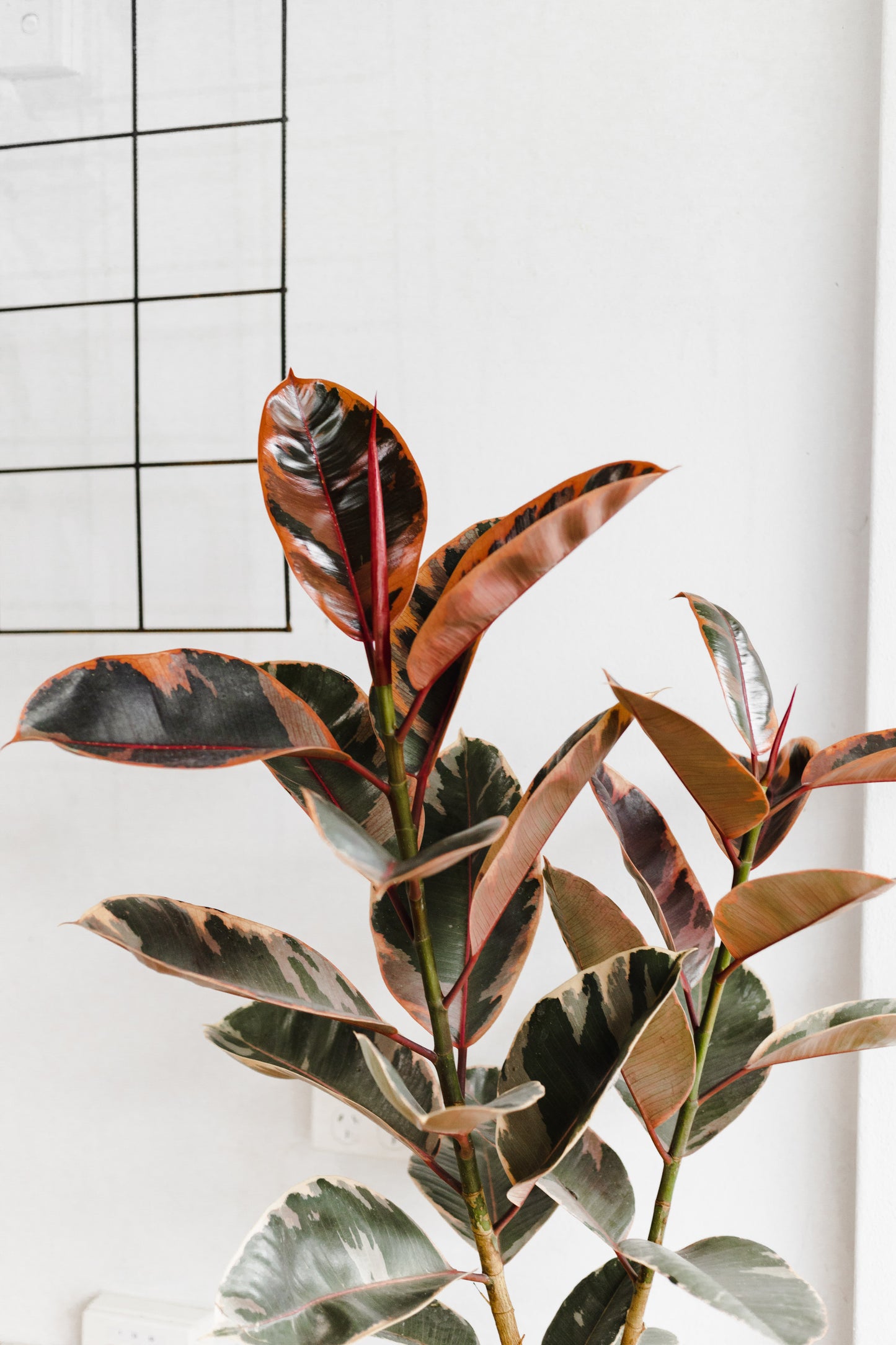 Ficus Elastica, Ruby (200mm Pot Size)