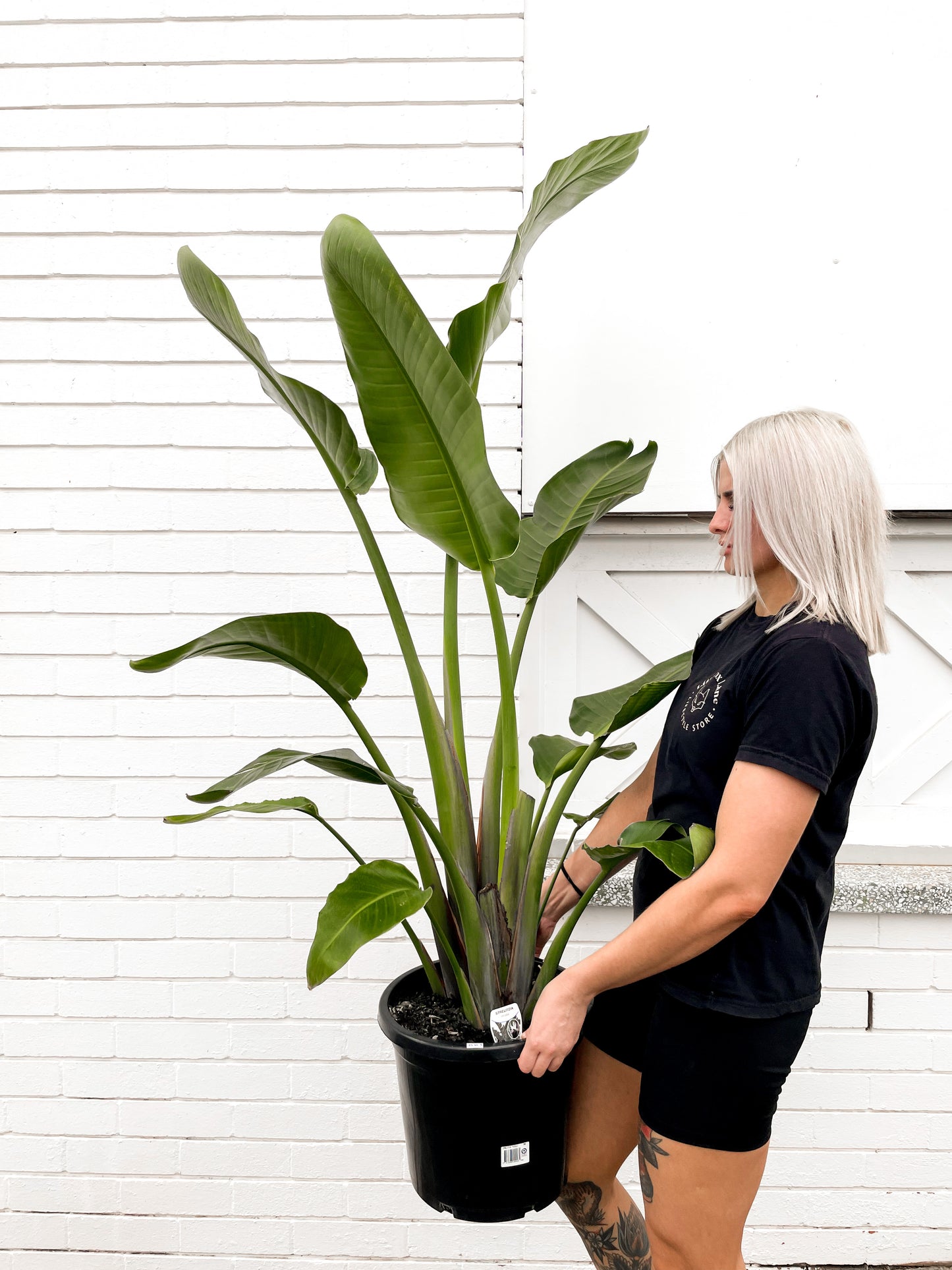Bird of Paradise, Nicolai (300mm pot size)