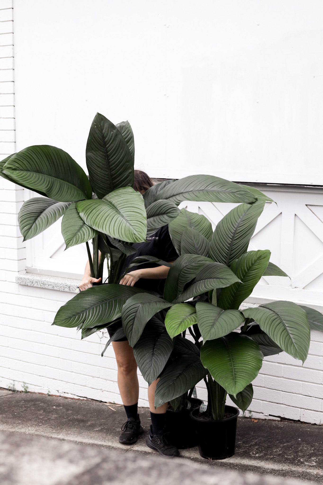 Spathiphyllum